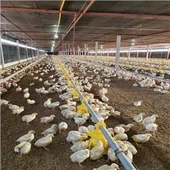 سیستم تغذیه خودکار برای مرغ