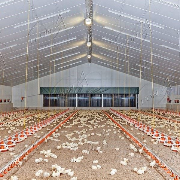 Broiler Floor Raising