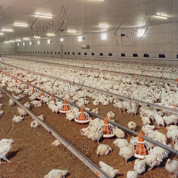 Poultry Equipment Price Broiler House System Poultry Farming