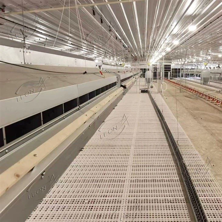 Poultry Automatic Chain Feeding System For Layers