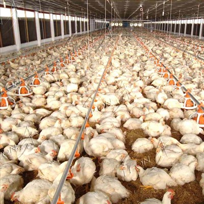 سیستم پرورش زمین گوشتی اتوماتیک